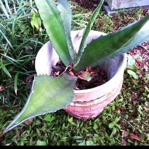 COPY - NOW AVAILABLE LARGE CENTURY PLANTS! RAZOR SHARP NEDDLES